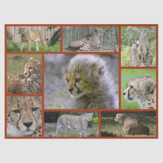 Cheetah-Collage 001ポスター 薄葉紙 (正面)