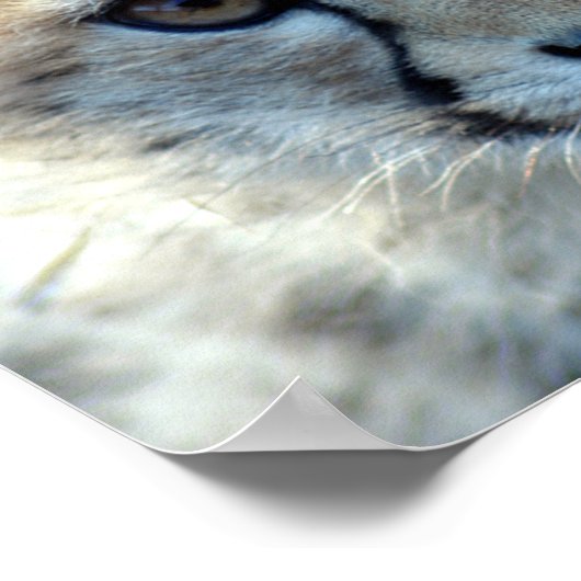 cheetah-cub10x10 ポスター (角)