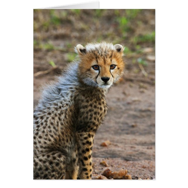 Cheetah Cub Acinonyx Jubatus) (正面)
