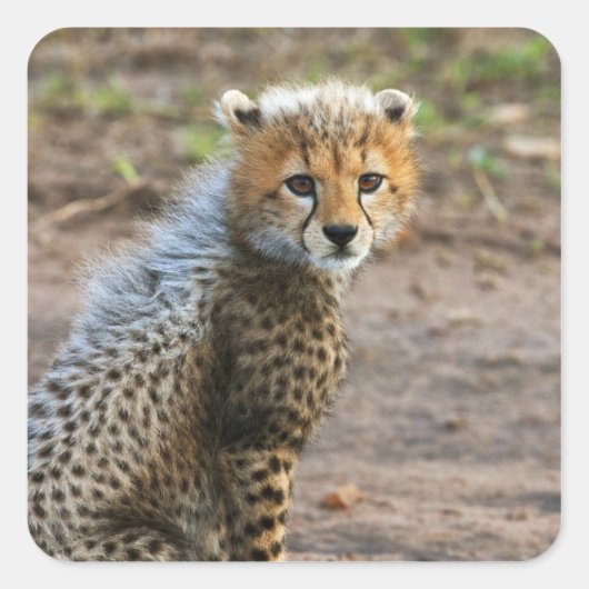 Cheetah Cub Acinonyx Jubatus) スクエアシール (正面)