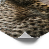 Cheetah Cub Acinonyx Jubatus(チーターCub Acinonyx Juba ポスター (角)