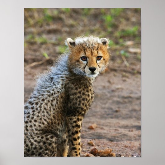 Cheetah Cub Acinonyx Jubatus(チーターCub Acinonyx Juba ポスター (正面)