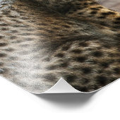 Cheetah Cub Acinonyx Jubatus) フォトプリント (角)