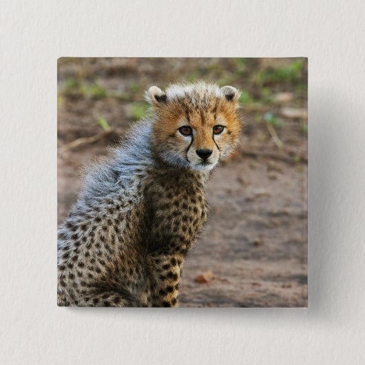 Cheetah Cub Acinonyx Jubatus) 缶バッジ (正面)
