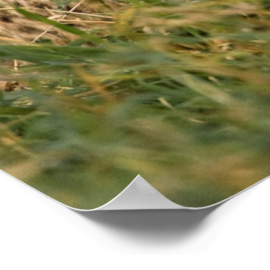 Cheetah Cub and Parent in Grass ポスター (角)