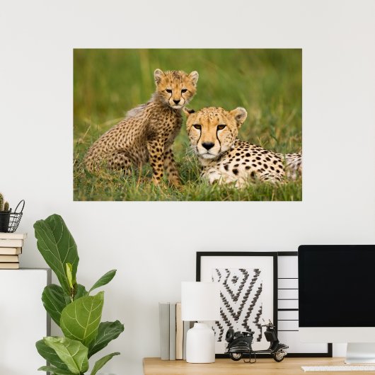 Cheetah Cub and Parent in Grass ポスター (ホームオフィス)