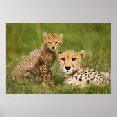 Cheetah Cub and Parent in Grass ポスター (正面)