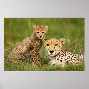 Cheetah Cub and Parent in Grass ポスター