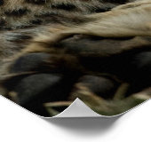 Cheetah Cub Snuggling with its Mom ポスター (角)