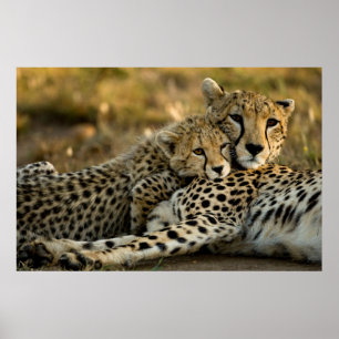 Cheetah Cub Snuggling with its Mom ポスター