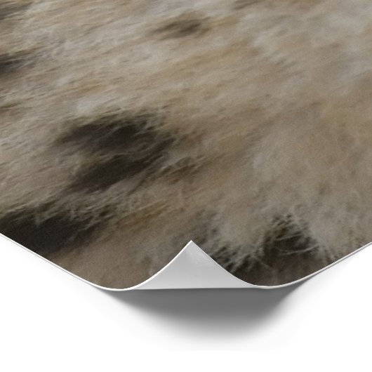 Cheetah Cub with Mom ポスター (角)