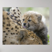 Cheetah Cub with Mom ポスター (正面)