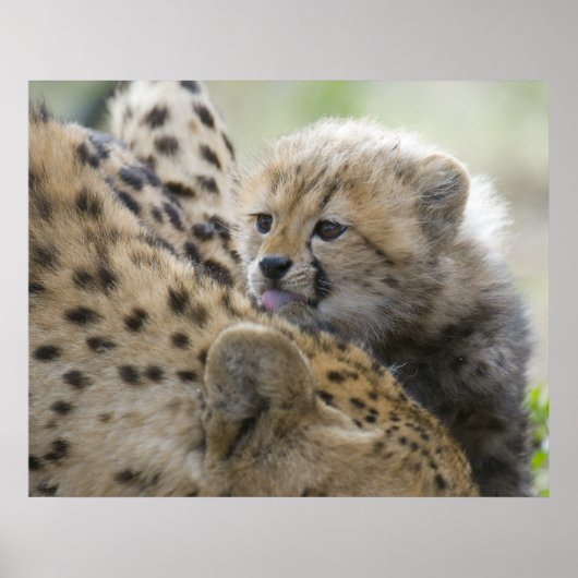 Cheetah Cub with Mom ポスター (正面)