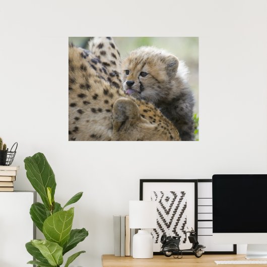 Cheetah Cub with Mom ポスター (ホームオフィス)