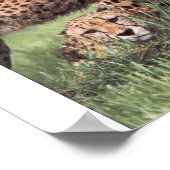 Cheetah family ポスター (角)