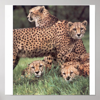 Cheetah family ポスター