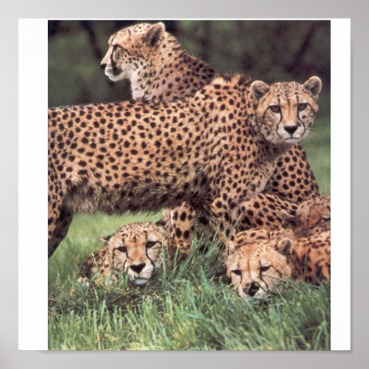 Cheetah family ポスター (正面)