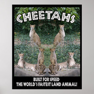 CHEETAHS – スピードに合わせて構築 ポスター