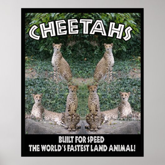 CHEETAHS – スピードに合わせて構築 ポスター (正面)