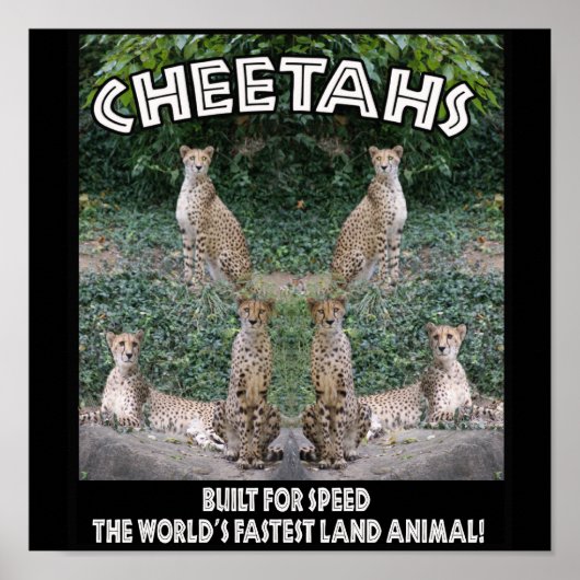 CHEETAHS – スピードに合わせて構築 ポスター (正面)