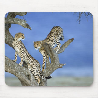 Cheetahs マウスパッド