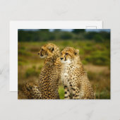 Cheetahs (Acinonyx Jubatus)写真 ポストカード (正面/裏面)