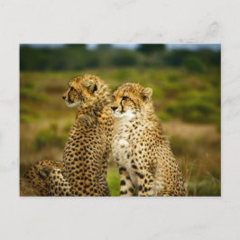 Cheetahs (Acinonyx Jubatus)写真 ポストカード