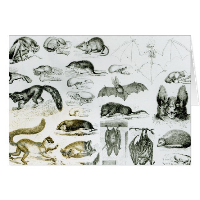 Cheiropteraのモグラ目 (正面横)