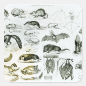 Cheiroptera, Insectivora スクエアシール (正面)