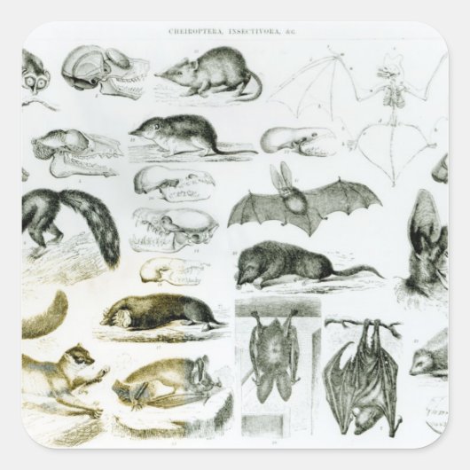 Cheiroptera, Insectivora スクエアシール (正面)