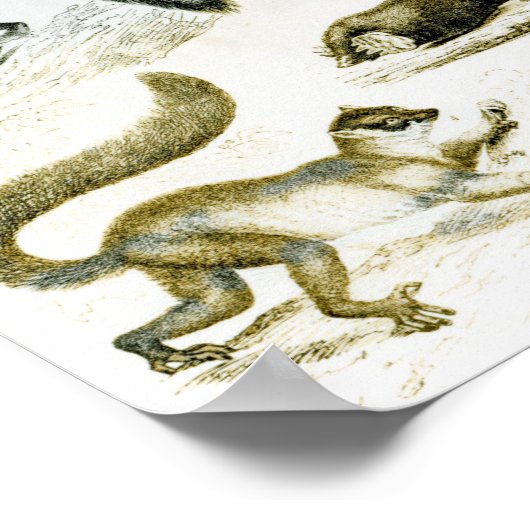 Cheiroptera, Insectivora ポスター (角)