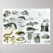 Cheiroptera, Insectivora ポスター (正面)