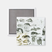 Cheiroptera, Insectivora マグネット (正面/裏面)