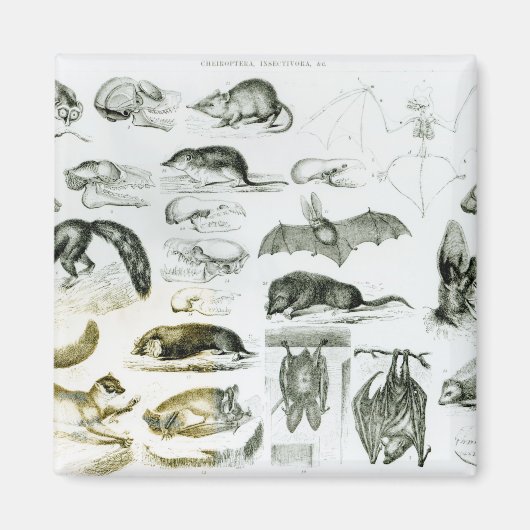 Cheiroptera, Insectivora マグネット (正面)