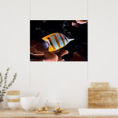 Chelmon rostratus ポスター (キッチン)