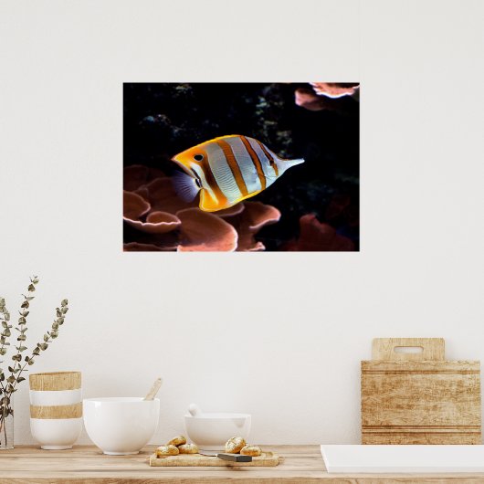 Chelmon rostratus ポスター (キッチン)