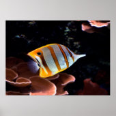 Chelmon rostratus ポスター (正面)