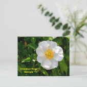 Cherokee Rose State flower of Georgia ポストカード (スタンド正面)