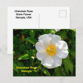 Cherokee Rose State flower of Georgia ポストカード (正面/裏面)