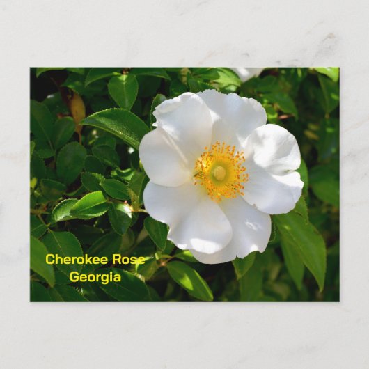 Cherokee Rose State flower of Georgia ポストカード (正面)