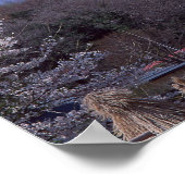 Cherry Blossom and Mt. Fuji ポスター (角)