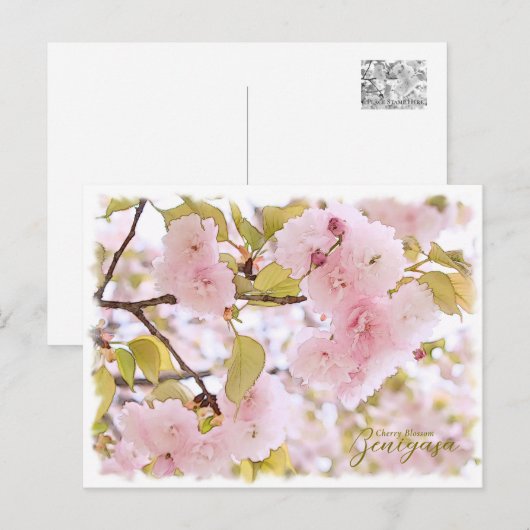 Cherry Blossom "Benigasa" ポストカード (正面/裏面)