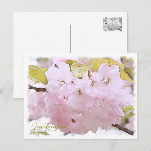 Cherry Blossom "Benitemari" ポストカード (正面/裏面)
