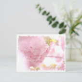 Cherry Blossom "Hayashi-ichigo" ポストカード (スタンド正面)