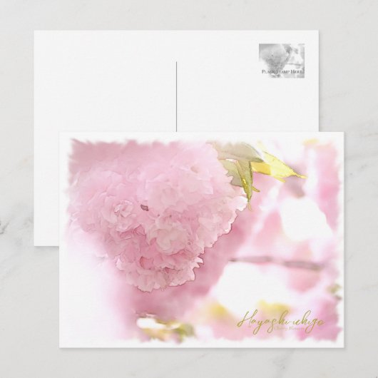 Cherry Blossom "Hayashi-ichigo" ポストカード (正面/裏面)