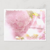 Cherry Blossom "Hayashi-ichigo" ポストカード (正面)