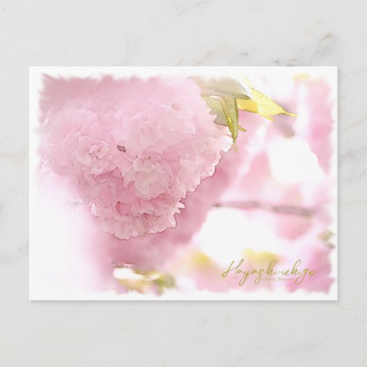 Cherry Blossom "Hayashi-ichigo" ポストカード (正面)