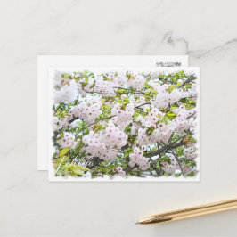 Cherry Blossom "Ichiyo" ポストカード
