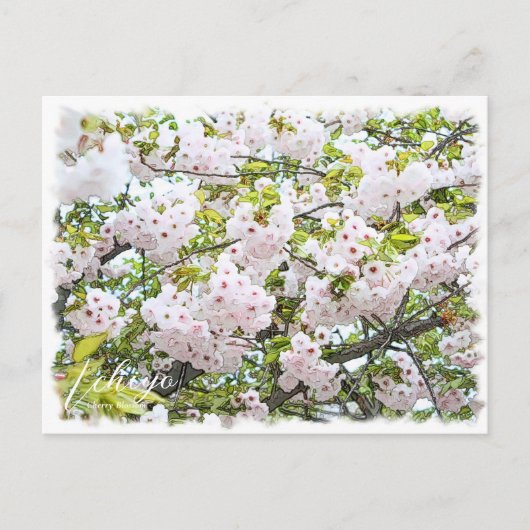 Cherry Blossom "Ichiyo" ポストカード (正面)