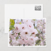 Cherry Blossom "Ichiyo" ポストカード (正面/裏面)